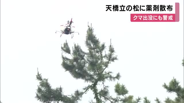 日本三景・天橋立で松枯れ防止へ薬剤の散布始まる　高所の松はラジコンヘリで空中散布　クマ出没も確認され警戒　京都・宮津市