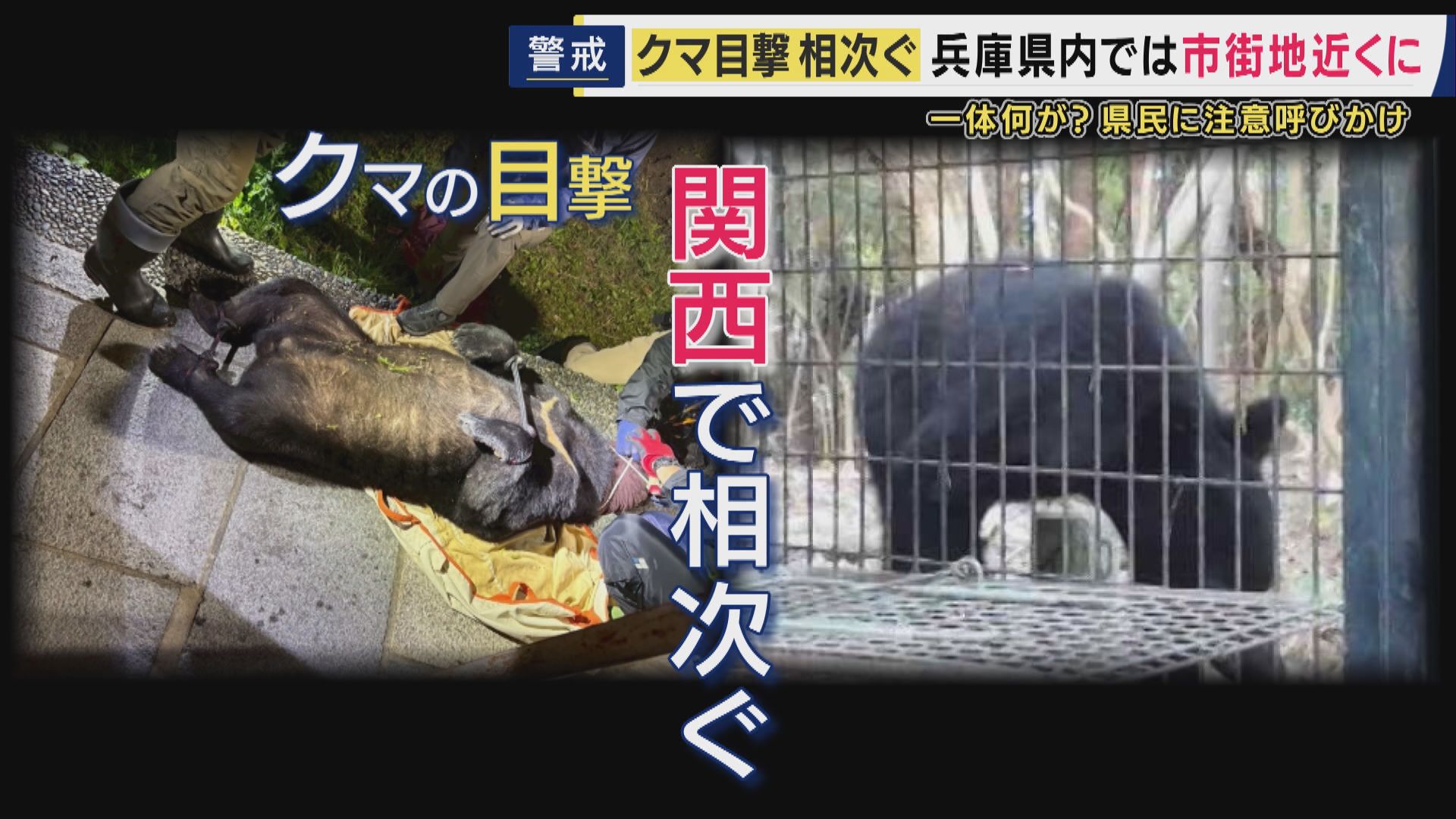 神戸・西宮・宝塚でも関西でクマ目撃相次ぐ　専門家「行動が活発になる時期」　調査するも「痕跡なし」道路使って通り抜けたか　対策を急ぐ自治体