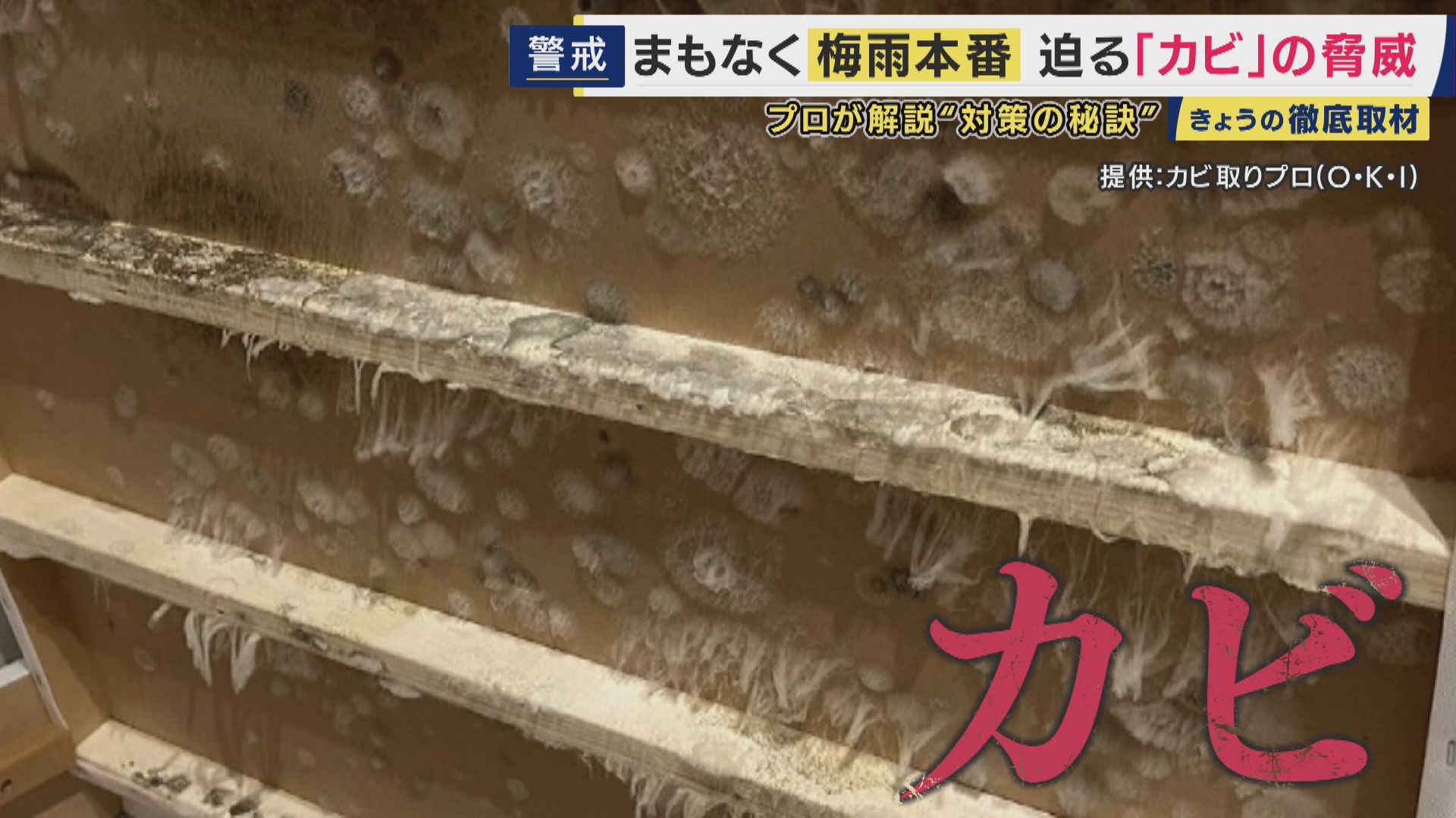 梅雨に潜む「カビ」の脅威　41％のスマホからカビ検出の調査も　命に関わる病気を招くことも　プロが教える対策の秘訣「こすらない」「熱いお湯」「“乾燥”ではなく“換気”」