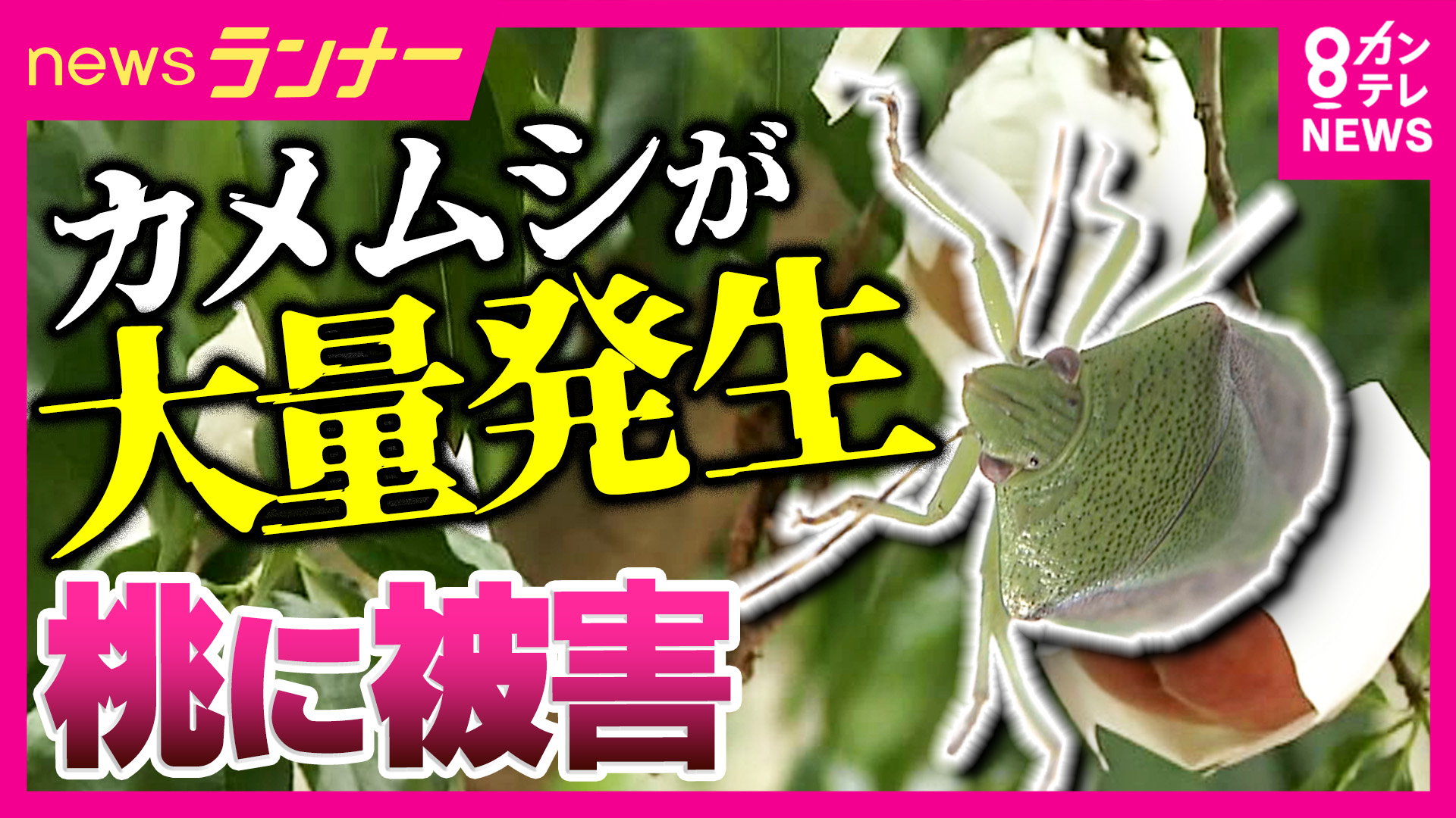壁にびっしり…においも気になる「カメムシ」ことしも大量発生のおそれ　“100%の致死率”期待の駆除方法を取材　旬迎える桃にも被害で農家が悲鳴の中