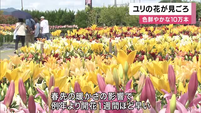 60品種10万本のユリが咲き誇る　赤や黄色、白の花が園内を鮮やかに彩る　開花は例年より1週間早め　6月下旬まで見ごろ　兵庫・丹波篠山市