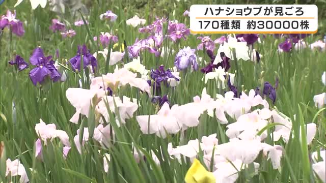 約3万株のハナショウブが見ごろ　30年に棚田を活用して始まった花しょうぶ園　紫や白、ピンクなど170種類　兵庫・佐用町
