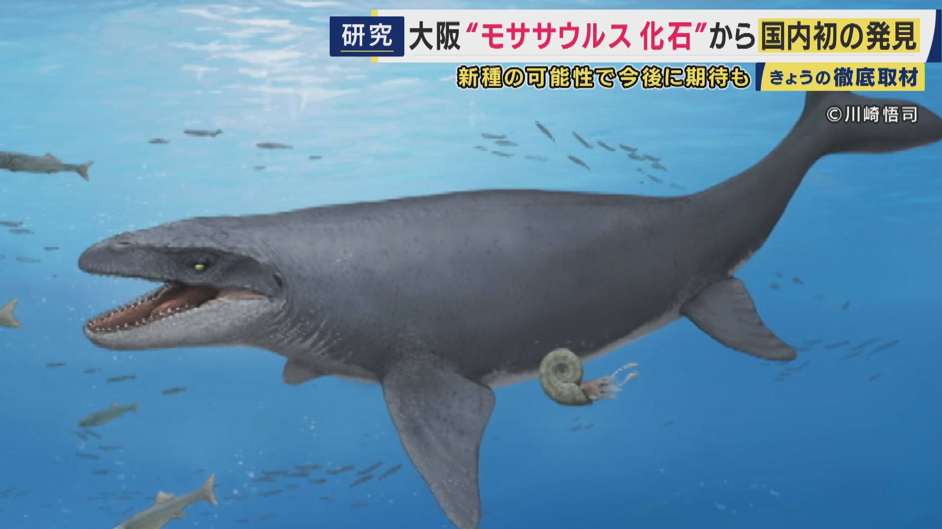 大阪で発掘された“海の王者”「モササウルス」化石　30年越しに“新種”の可能性　17歳でこの世を去った“若き研究者”が礎を築く