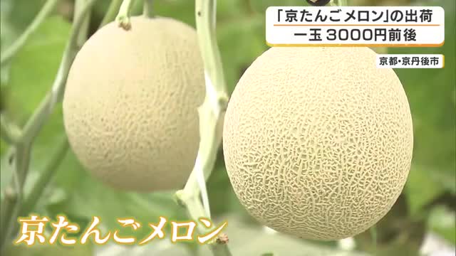 高級「京たんごメロン」の出荷始まる　糖度15度以上の基準クリア　とろける甘さと美しい網目の上質な出来に　京都・京丹後市