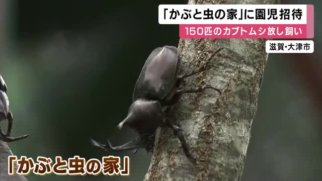 150匹のカブトムシが放し飼い　「かぶと虫の家」が18日オープン　地元の園児がご招待「かわいい！」　夏恒例の人気施設　滋賀・大津市