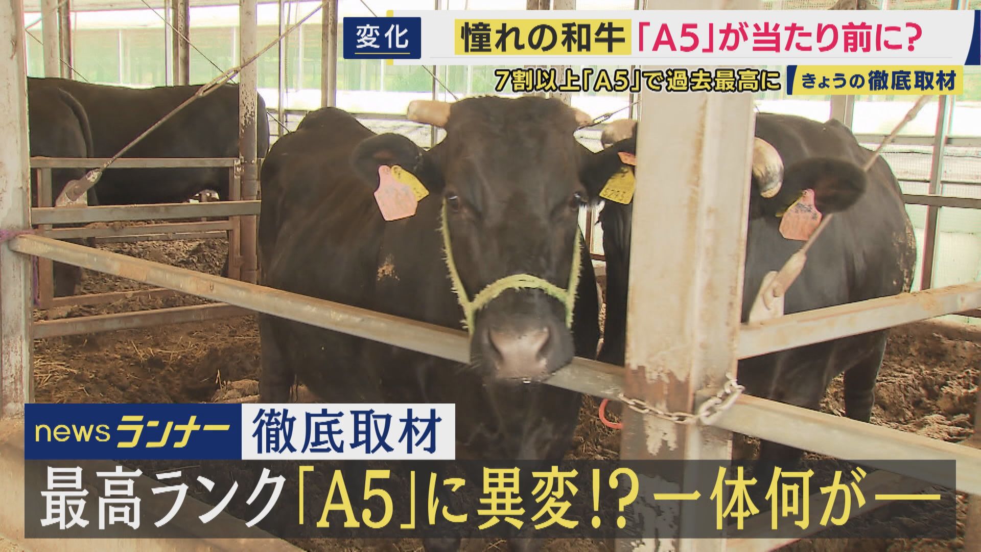 もはや「育て方で100%出る」という憧れの「A5ランク」和牛　「A5の特別感はない」と精肉店関係者　本当においしいA5の選び方は「霜降りの入り方」と「脂の質」