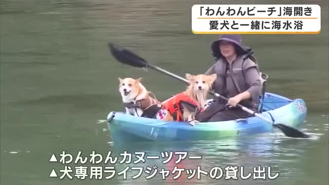 愛犬と一緒に海へ　全国でも珍しい犬専用ビーチがオープン　「めちゃめちゃ楽しいって言ってます」犬も飼い主も大喜び　兵庫・豊岡市