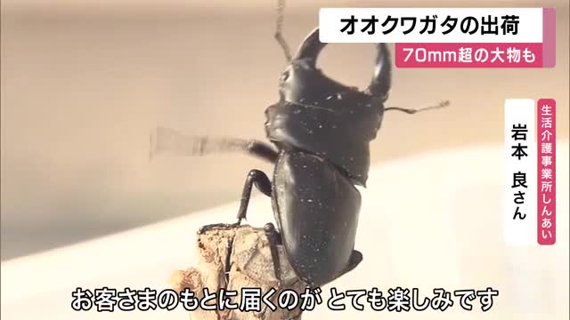 「森の黒いダイヤ」オオクワガタの出荷始まる　70ミリ超には数万円の値が付くことも　オス120匹・メス100匹を販売へ　京都・福知山市