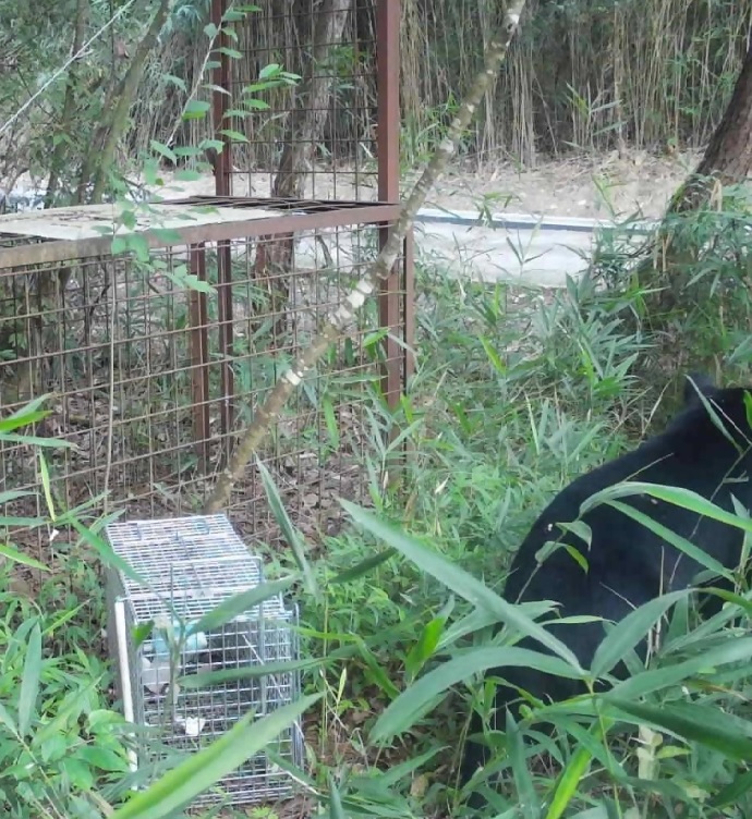 【速報】「先月と同じクマの可能性」神戸市北区の山林でツキノワグマを確認　人への被害なしも民家まで約350メートル　市は捕獲用のおり設置を急ぐ　