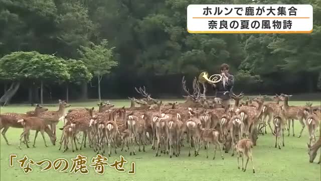 夏の風物詩「なつの鹿寄せ」が開幕　ホルンの音色で鹿が一斉に駆け寄る　子鹿の愛らしい姿も　130年以上続く伝統行事　奈良市