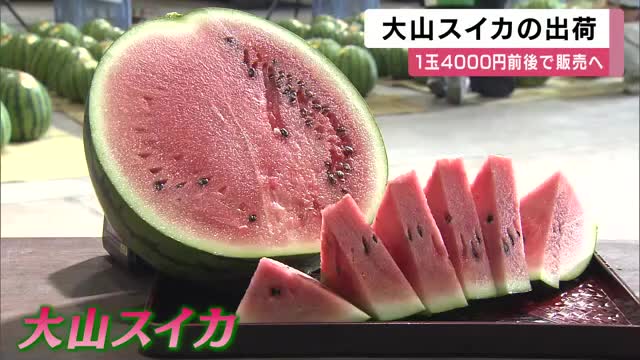 重さ10キロ超えも…夏の味覚「大山スイカ」出荷開始　シャキシャキ食感と例年通りの甘さが自慢　1玉4000円前後で販売へ　兵庫・丹波篠山市