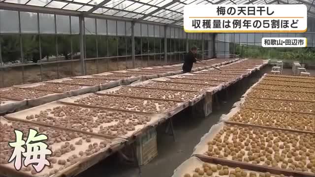 3年連続の不作でも品質は上々　収穫量は例年の約5割　梅の天日干し始まる　強い日差しのもと爽やかな香り広がる　和歌山・田辺市