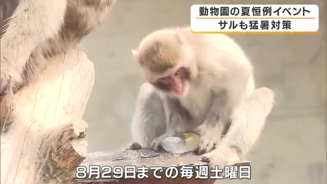 サルも猛暑対策　重さ2キロの氷を5つプレゼント　中にはスイカやバナナも…器用に取り出して夢中で頬張る　京都・福知山市