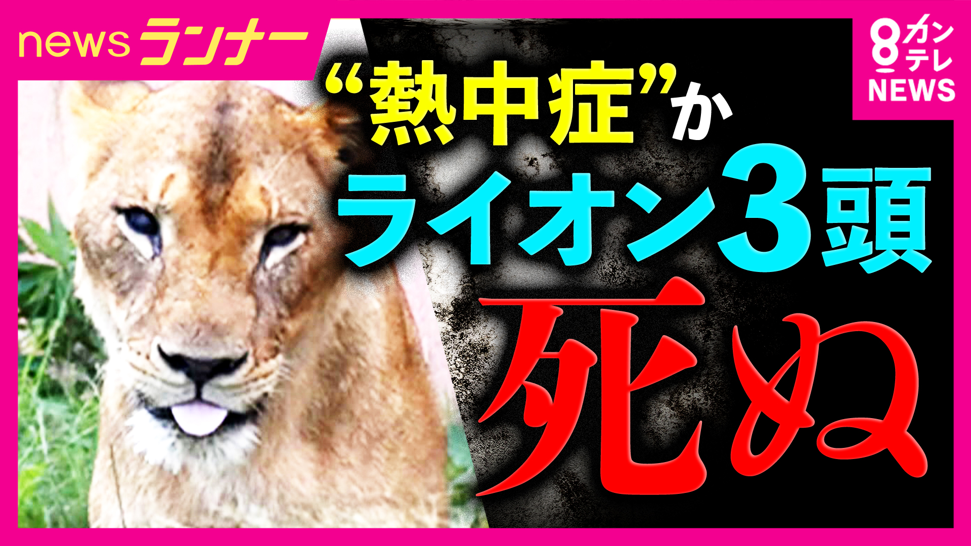 「夏にダウンジャケットを着ているような状態」“高温多湿”の日本の夏が苦手な動物たち　異常な暑さへの対策に追われる動物園に密着