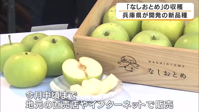 兵庫生まれの新しいナシ「なしおとめ」収穫始まる　特徴は“種が少なく食べる部分が多い”　5年前に子どもたちが植えた苗木も立派に成長