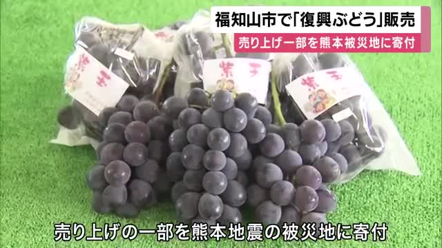 福知山市で「復興ぶどう」販売　13年前の台風で大きな被害を受け水害に強いブドウを栽培　売り上げの一部を熊本地震の被災地に寄付
