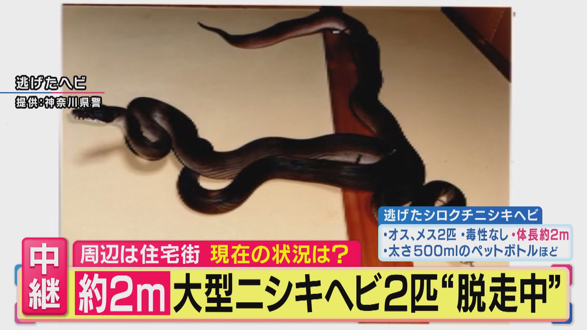 【大型ヘビ捜索中】「近づいたり捕まえようとすると反射的に噛みつくことも」体長2m大型ニシキヘビ2匹“逃走中” 警察官が付近を捜索中　専門家が“習性”を解説　神奈川・川崎市