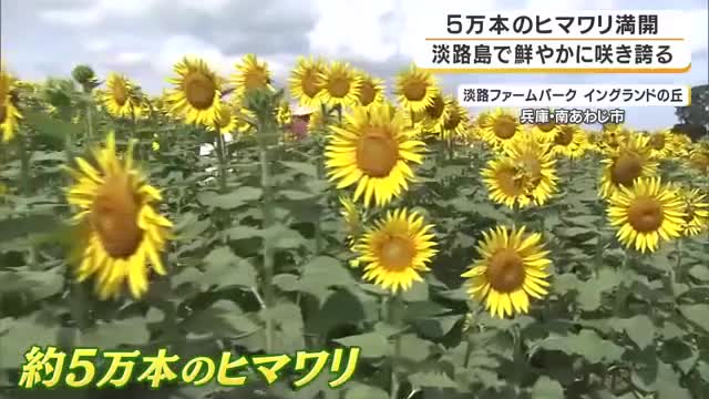 夏空の下に5万本のヒマワリが満開　人の目線ほどの高さに鮮やかな黄色の花　淡路ファームパーク・イングランドの丘で見ごろ　