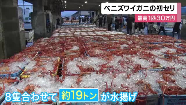 初セリでは1匹30万円も！　ベニズワイガニ漁解禁　「香住漁港」では初日の漁で約19トン水揚げ