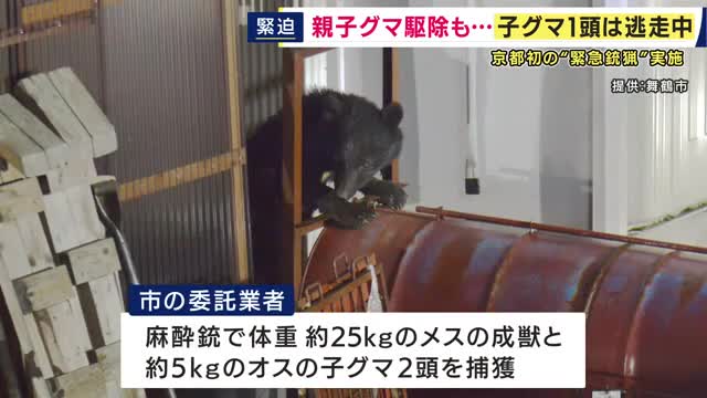 「縁の下にクマがいる」　京都で初の「緊急銃猟」を実施　2頭の親子ツキノワグマ駆除も子グマ1頭はいまだ『逃走中』　近畿全体でも緊急銃猟が行われたのは2件目　京都・舞鶴市