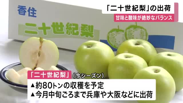 秋の味覚「二十世紀梨」が出荷最盛期　今年は昨年より大玉で糖度もしっかり　約80トン収穫へ　兵庫・香美町