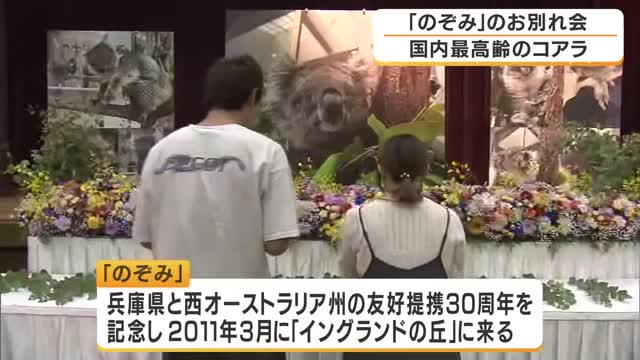 「癒しをいっぱい頂いたので、さみしいです』　国内最高齢のコアラ「のぞみ」　18歳で“生涯に幕”…約200人がお別れ会に　淡路島で愛された人気者との別れ惜しむ