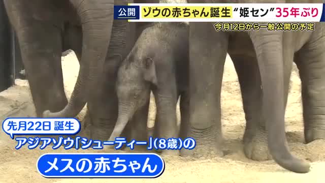 姫路セントラルパークで35年ぶり“ゾウの赤ちゃん誕生”　元気いっぱいやんちゃ女の子　ちょっと過保護な新米ママが奮闘中「ぜひ会いに来て」12日から一般公開予定