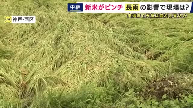 【現場報告】「少し前に雨が降ってもらいたかった」連日の雨で“新米”が収穫の危機で不安抱えるコメ農家　稲が倒れて「廃棄」の可能性も　おいしいお米どうなる　神戸・西区