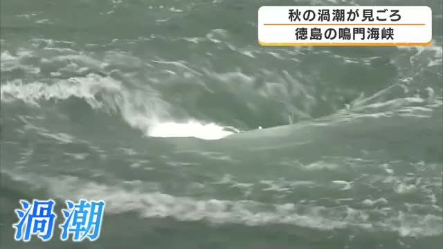 直径15メートル超の巨大な渦も出現　鳴門海峡で秋の「大潮」迎え渦潮が見ごろに　目の前で巻くダイナミックな光景に観光客「迫力すごい」