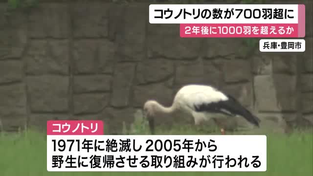 1971年に国内で絶滅…コウノトリが全国で700羽超まで復活　繁殖も順調　新潟では「5つ子」が巣立ち　2年後には1000羽超の見通し