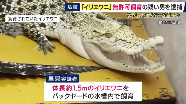 “人を襲う最大級のワニ”「イリエワニ」など無許可で飼育か　ペットショップ経営者の男を逮捕　バックヤードの水槽で飼育　「違法であることは理解していた」　密輸されたものか　入手経路を捜査