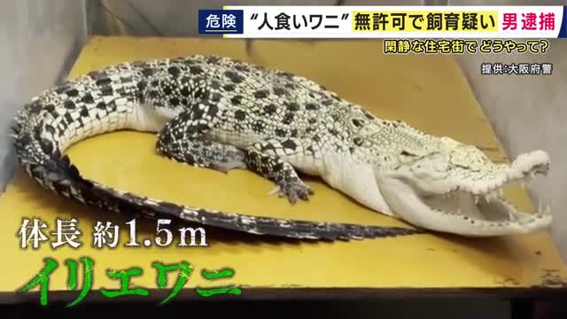 「飼育が難しいというより、飼育できない」“世界最大級の人食いワニ”飼育員　「特定動物」イリエワニなどを無許可で飼育か　ペットショップ経営の男を逮捕　周囲には小学校も