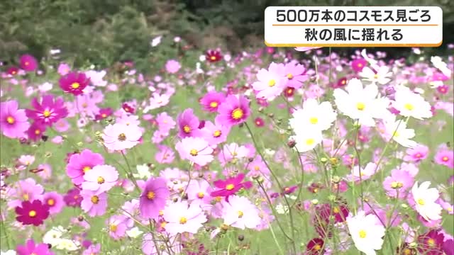 500万本のコスモスが咲き誇る　秋風に揺れる色とりどりの花が見ごろ　約7ヘクタールに広がる兵庫県内最大級のコスモス園　兵庫・丹波市