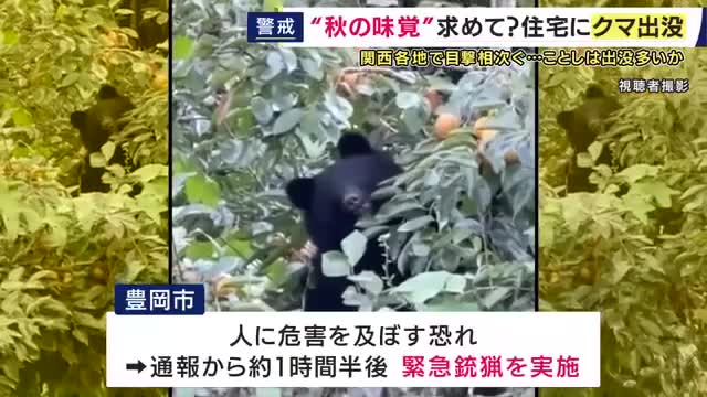 クマの目撃相次ぐ　兵庫県で県内初「緊急銃猟」実施　丹波市氷上町・宍粟市・豊岡市但東町に出没　奈良・明日香村でも…　兵庫県「ドングリ類が不作の見通しでツキノワグマの出没が多くなる可能性高い」注意呼びかけ