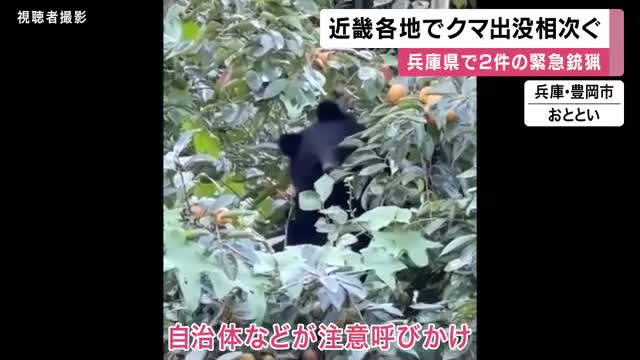 「住宅横の柿の木にクマがいる」近畿各地でクマの出没相次ぐ　兵庫県内では2件の“緊急銃猟”　兵庫・豊岡市と丹波市でクマ発見　奈良・明日香村でも初めてクマ確認　十分な注意を