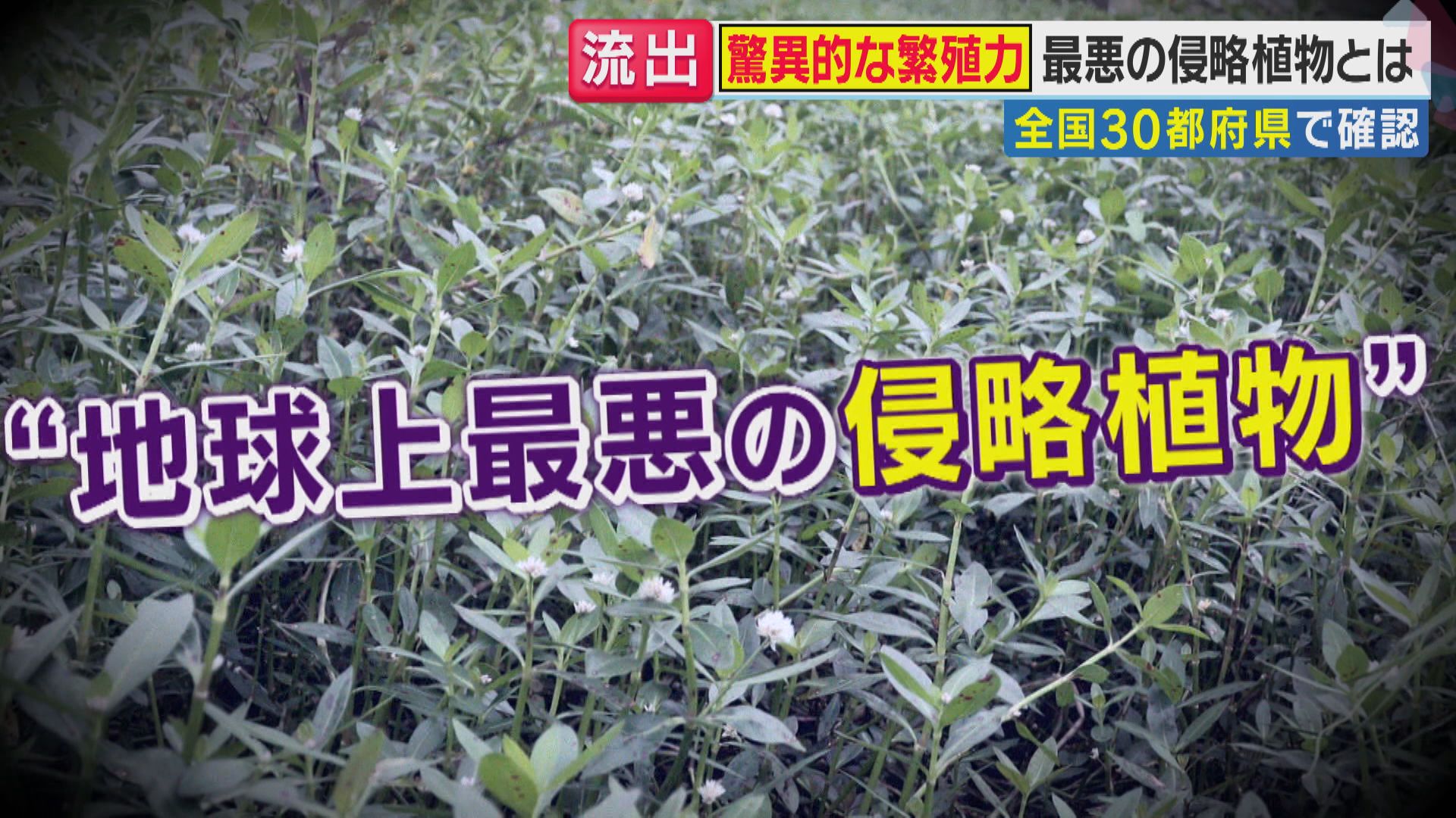 【異常事態】印旛沼堤防決壊で“地球上最悪の侵略植物”ナガエツルノゲイトウが水田に侵食　水害被害の千葉農家「とどめを刺される思い」 さらに都内でも増殖中…