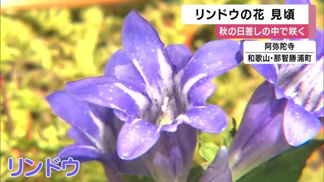 朝の陽射しで開き、日が落ちるころには閉じる　リンドウの花　和歌山・那智勝浦町のお寺で見ごろ迎える