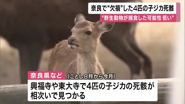 「わずか2カ月の間に4件も連続して見つかったのはさすがに気持ち悪い」奈良・興福寺や東大寺で体の一部が欠損した計4匹の子ジカの死骸見つかる「野生動物が捕食した可能性は低い」と県　人が関与の可能性も