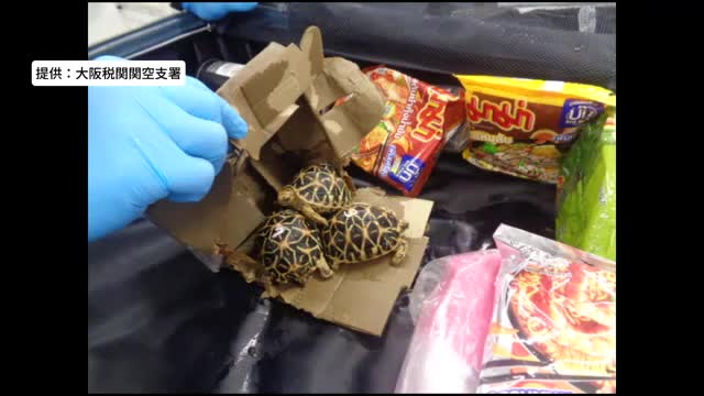 【動画】スーツケースに“湿らせた段ボール”にくるまれたカメが…ワシントン条約で国際取引が規制の「インドホシガメ」などタイから輸入しようとした疑いで指示役とみられる男ら3人逮捕　SNS通じて知り合ったか