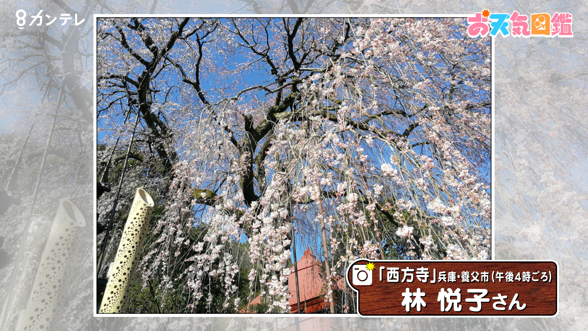樹齢100年 愛され続ける しだれ桜 兵庫 養父市 お天気図鑑 報道ランナー ニュース 関西テレビ放送 カンテレ