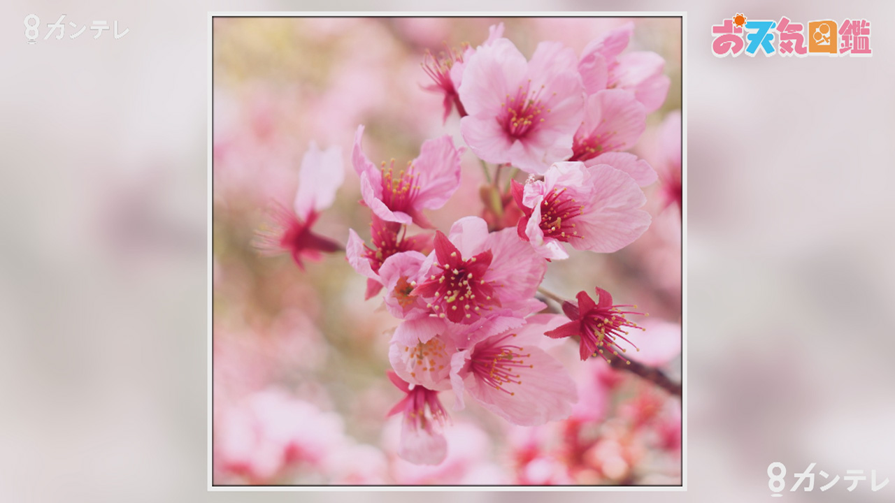 買ったばかりの一眼レフで 兵庫 尼崎市 お天気図鑑 報道ランナー ニュース 関西テレビ放送 カンテレ