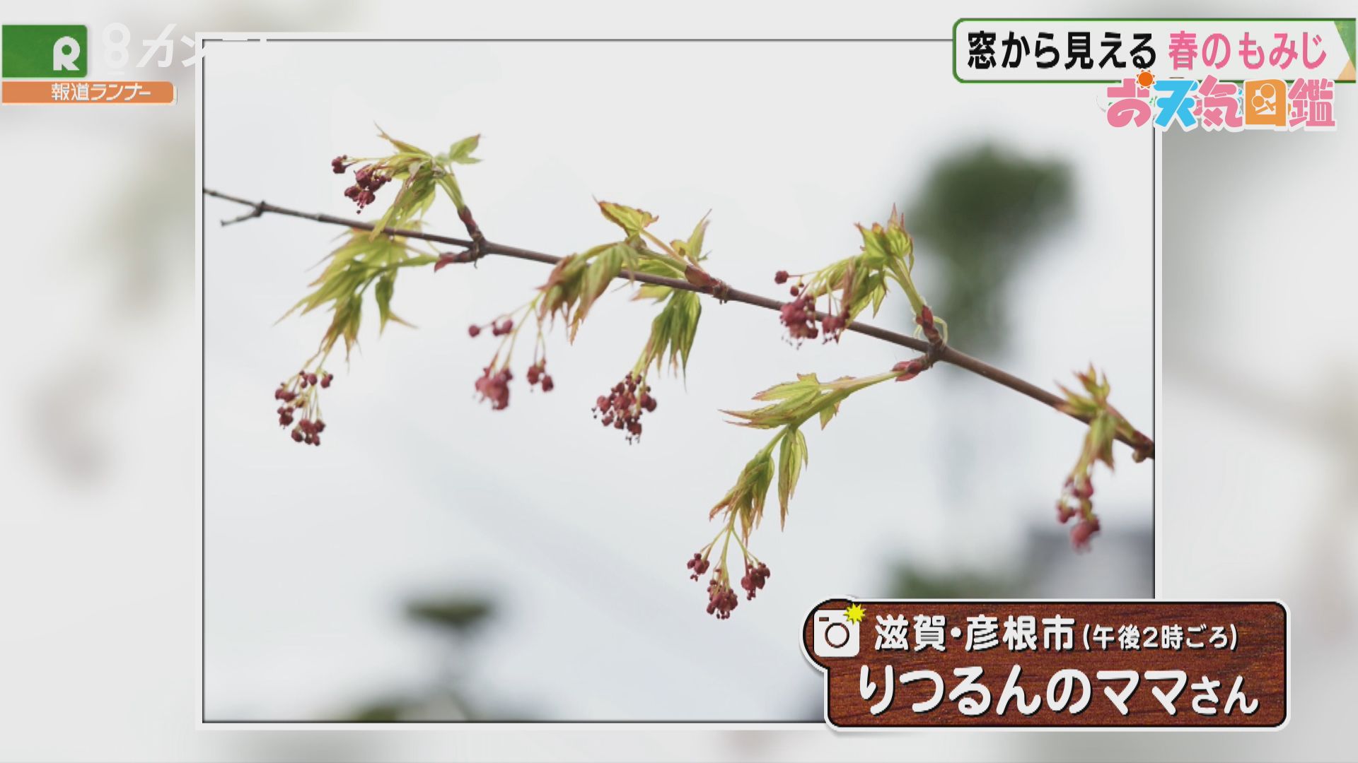 紅葉の花 滋賀県 彦根市 お天気図鑑 報道ランナー ニュース 関西テレビ放送 カンテレ