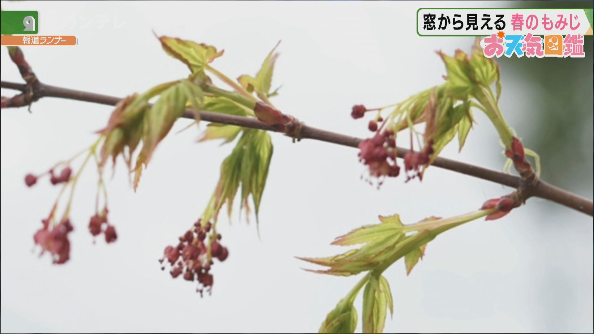 紅葉の花 滋賀県 彦根市 お天気図鑑 報道ランナー ニュース 関西テレビ放送 カンテレ