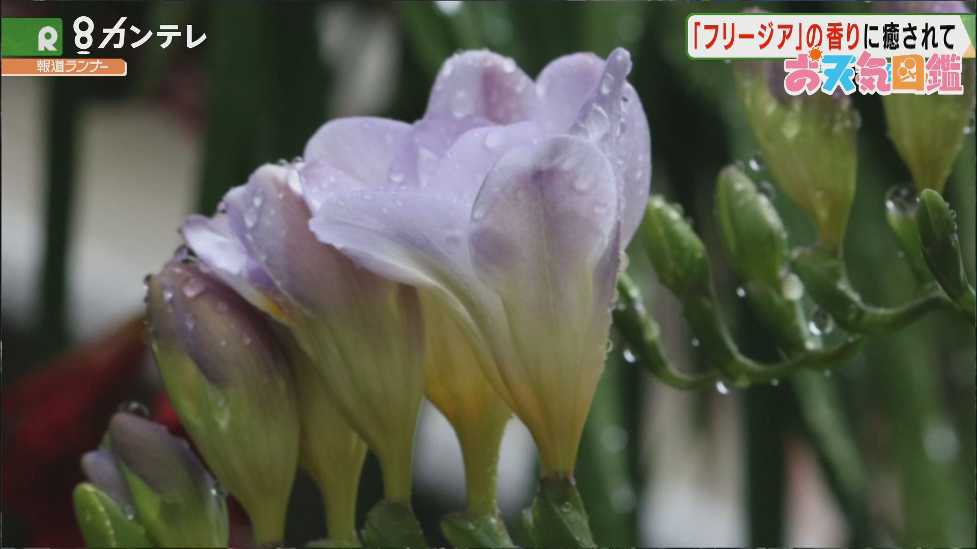 フリージアの香りに癒されて 神戸市 お天気図鑑 報道ランナー ニュース 関西テレビ放送 カンテレ
