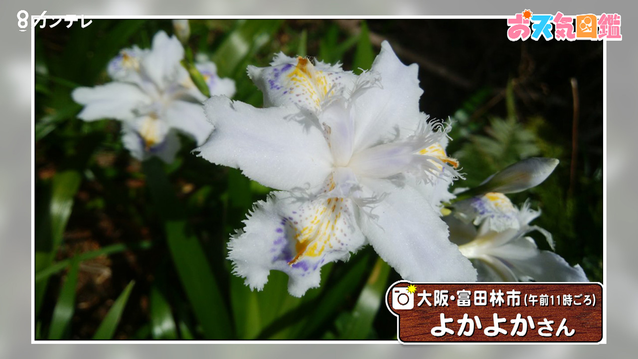 たくましいシャガの花 大阪 富田林市 お天気図鑑 報道ランナー ニュース 関西テレビ放送 カンテレ