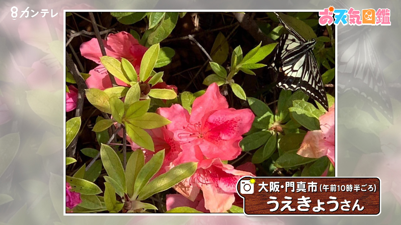 ツツジとアゲハ蝶 大阪 門真市 お天気図鑑 報道ランナー ニュース 関西テレビ放送 カンテレ