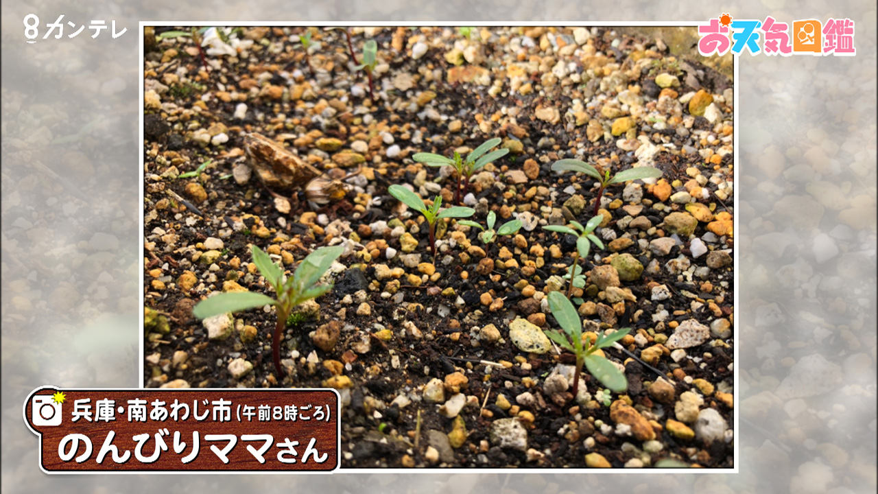 マリーゴールドの芽 兵庫 南あわじ市 お天気図鑑 報道ランナー ニュース 関西テレビ放送 カンテレ