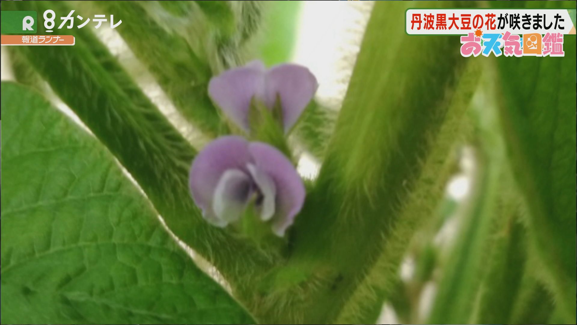 丹波黒大豆 兵庫 丹波市 お天気図鑑 報道ランナー ニュース 関西テレビ放送 カンテレ
