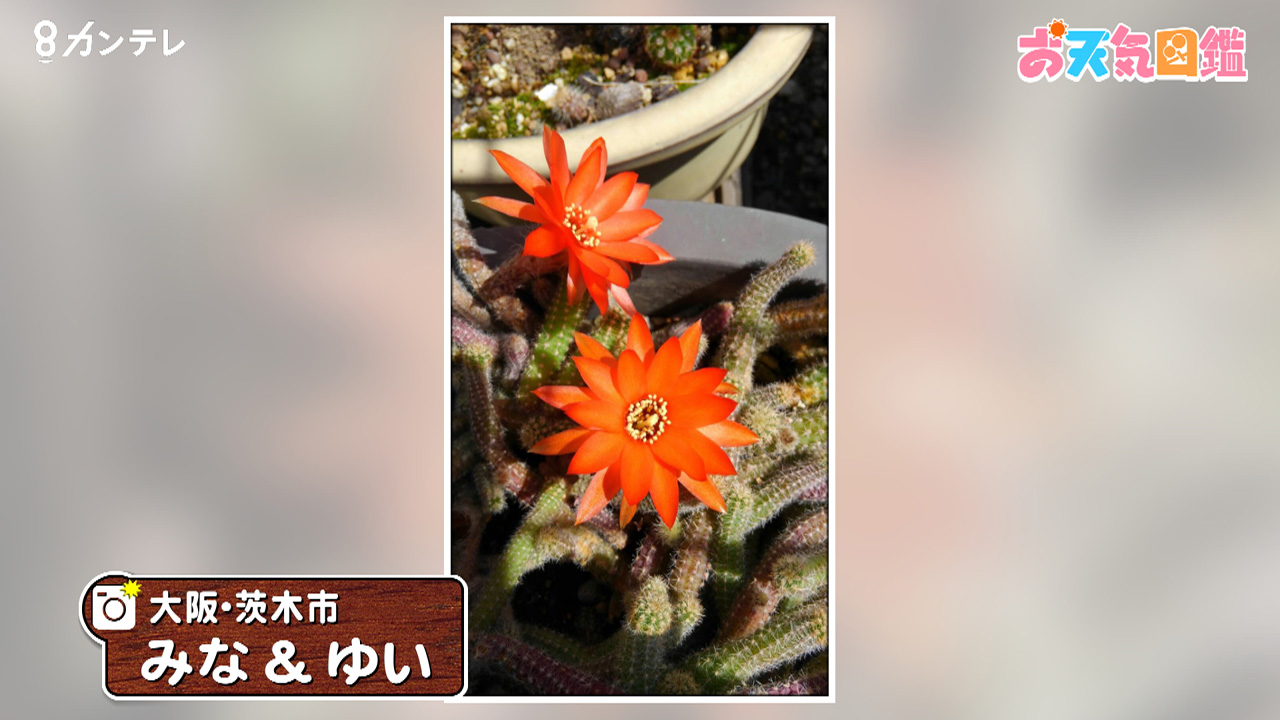 「おじいさんが大好きなサボテンの花」（大阪・茨木市）