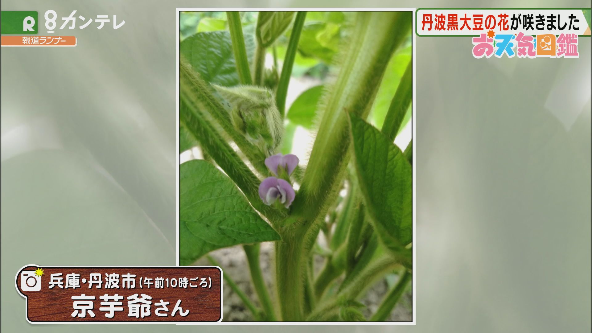 丹波黒大豆 兵庫 丹波市 お天気図鑑 報道ランナー ニュース 関西テレビ放送 カンテレ